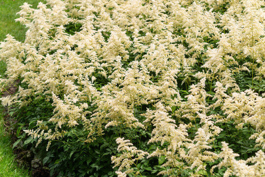field of lacy astilbe 