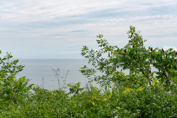 plants and view of the lake with cloudy sky