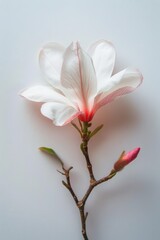 Fototapeta premium A single white flower with pink edges on a smooth, white background, showcasing its delicate beauty in full bloom.
