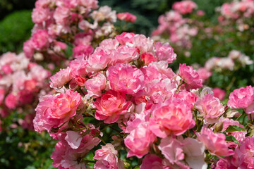 mature pink roses in the sun