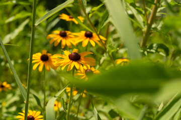 wild rudbeckia flowers in bloom