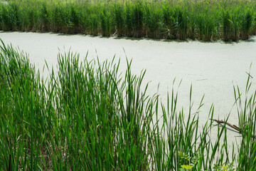 reed grasses and duckweed or algae covered pond in the park