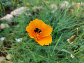 Obraz premium pollination. orange poppy and bumblebee. California poppy in garden