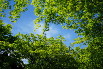 Fototapeta premium Stunning green view through the sky
