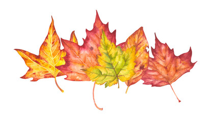 Hand drawn watercolor illustration. Various autumn leaves painted in watercolor. Colorful autumn leaves for birthday, wedding, holidays. Any creative designs.