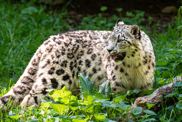 Naklejka premium Snow leopard showing its tongue and breathing heavily after playing with other leopards.