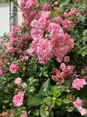 Soft pink rose Bonica with buds in the garden. Perfect for background of greeting cards for birthday, Valentine's Day and Mother's Day