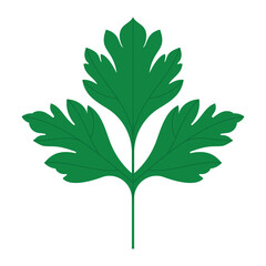 Parsley. A green little leave, flowering plant, a cooking spice and flavoring. Simply minimalist vector illustration, isolated on white.