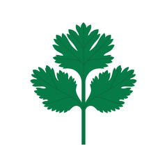 Cilantro. A green little leave, flowering plant, a cooking spice and flavoring. Simply minimalist vector illustration, isolated on white.