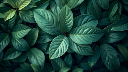 A close up of a plant with dark green leaves and brown veins.