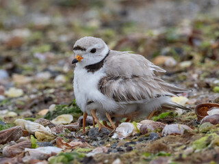 Adult Piping Plover protecting chicks on the seashore