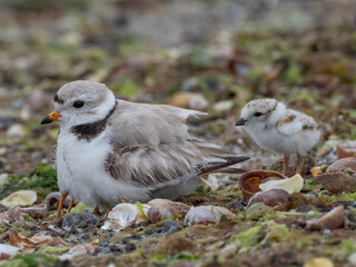 Adult Piping Plover protecting chicks on the seashore