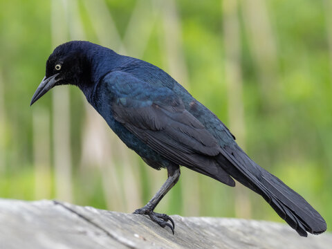 close up of an adult male Boat-tailed Grackle
