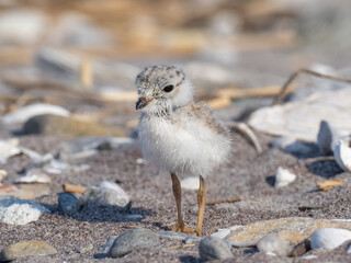 Piping Plover chick on the beach