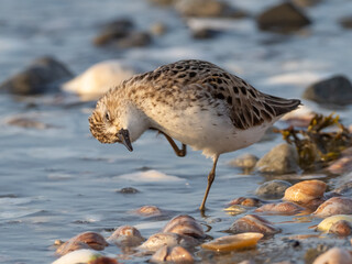 Close up of a Semipalmated Sandpiper scratching its head on the seashore