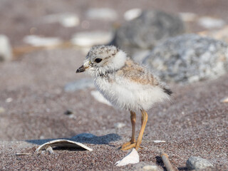 Piping Plover chick on the beach © Christopher