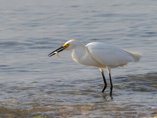 Snowy Egret catching a fish on the seashore