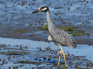 Close up of an adult Yellow-crowned Night Heron walking on mudflats