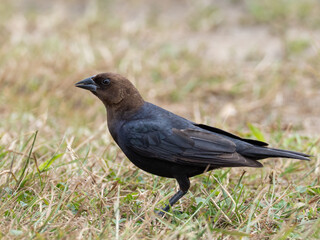 Close up of an adult male Brown-headed Cowbird
