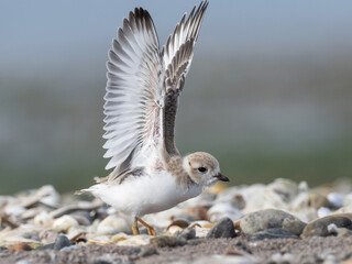 Close up of a young Piping Plover stretching its wings on a pebbly beach