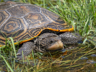 Close up of a Diamondback terrapin in shallow water and grass