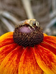 bee sleeping on a flower, close-up view, germany, lengerich, 