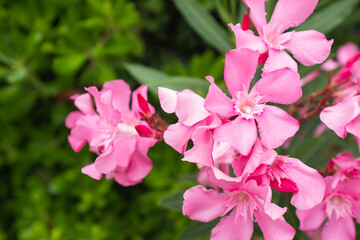 Blooming oleander with pink flowers, close-up. Flower background for publication, poster, calendar, post, screensaver, wallpaper, cover, website. High quality photo