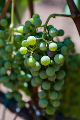 Winery vineyard with white grapes ready for harvest
