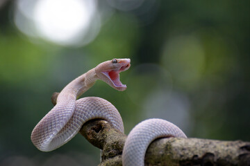 Albino mangrove pit viper on a tree branch
