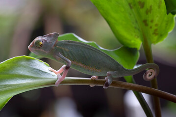 Baby veiled chameleon hanging on a tree branch