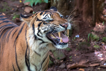 Close up photo of a sumatran tiger