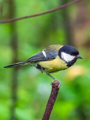 Obraz premium Young one-legged titmouse sitting on a perching