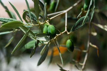 Close up olive tree branch on a farm in Greece