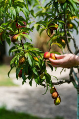 Close up of apricot tree and fruit ready to pick