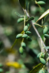 Fototapeta premium Close up olive tree branch on a farm in Greece
