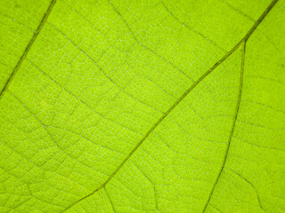 A close-up photograph of a green leaf with its veins clearly visible.