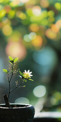 Small potted plant with delicate white flower against a vibrant bokeh background, symbolizing growth and simplicity