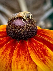 bee sleeping on a flower, close-up view, germany, lengerich, 
