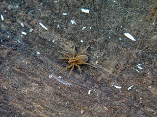 Spider Blending Color With Board