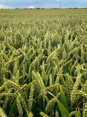 German food agricultural fields