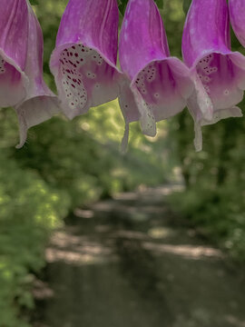 Nature  Wildflowers  Foxglove flower