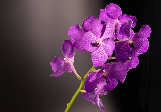 Vanda coerulea, commonly known as blue orchid, blue vanda or autumn lady's tresses isolated on black background.