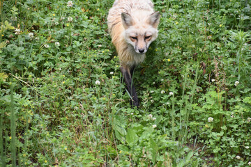 Looking into the Face of a Strutting Red Fox
