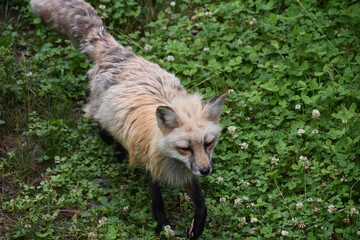 Shaggy Red Fox with Black Stocking Feet