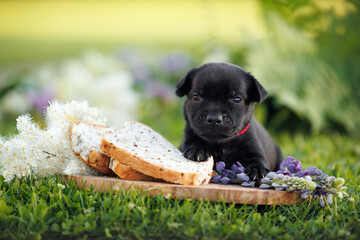 black staffordshire bull terrier puppy posing on grass with freshly bakes bread and flowers
