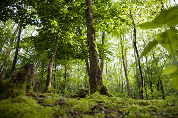 Trees in lush decidious forest in Alsace, France