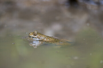 Common toad in pool of water