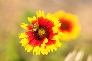 The flower shape slightly resembles a cosmos, but it is slender and beautiful.
