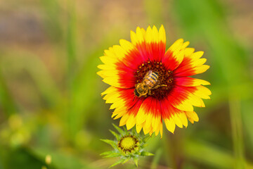 The flower shape slightly resembles a cosmos, but it is slender and beautiful.