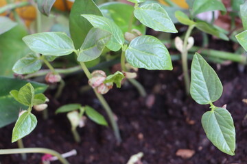Fresh green bean plants growing in the pots in spring